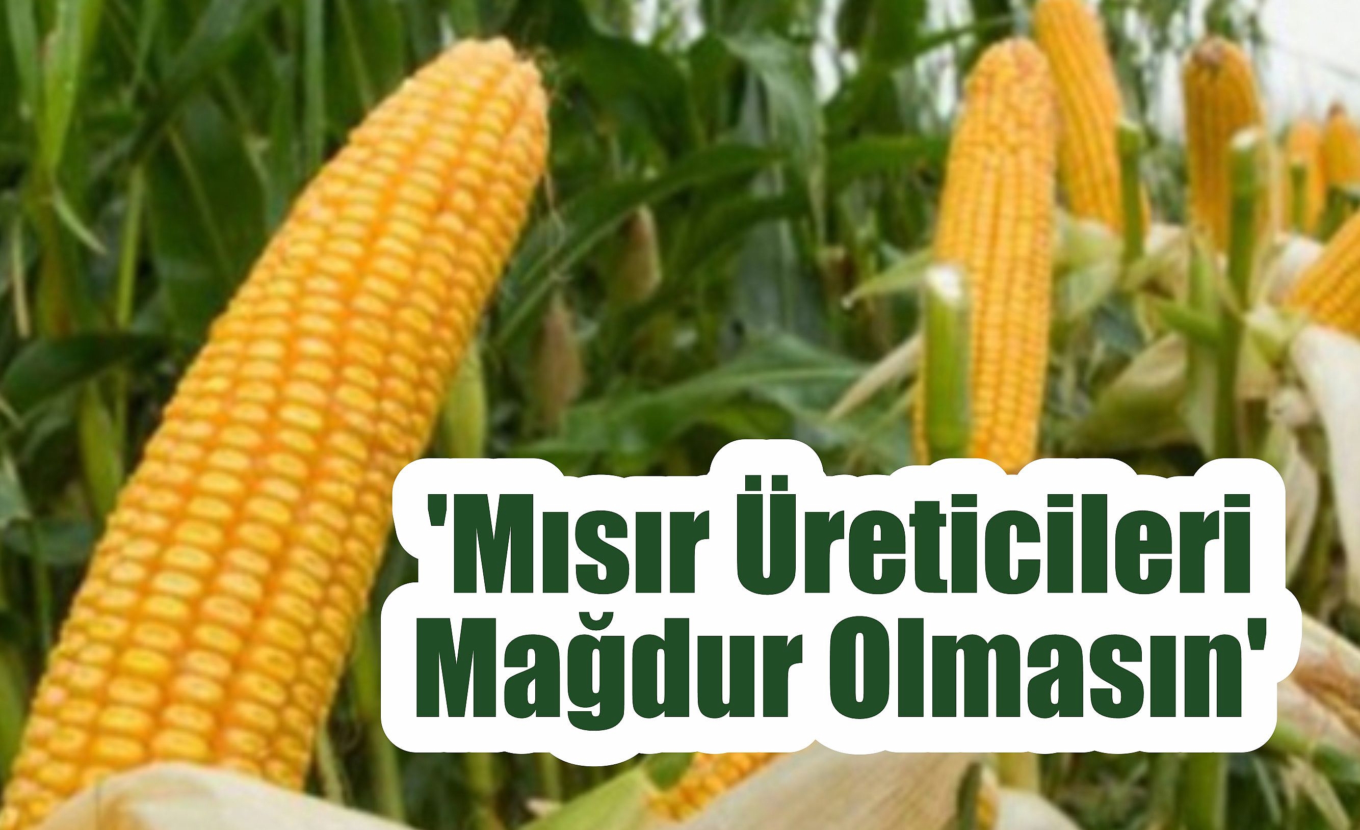 'Mısır Üreticileri Mağdur Olmasın'